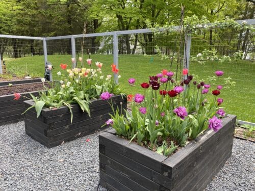 tulips in raised beds