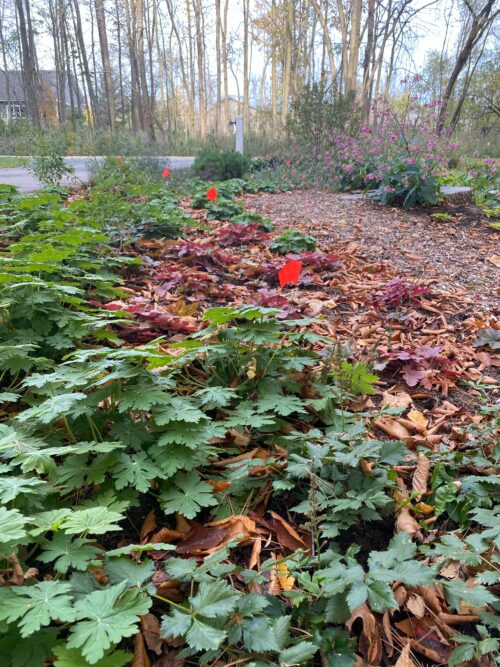 flags marking bulb locations in garden