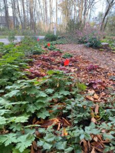 flags marking bulb locations in garden