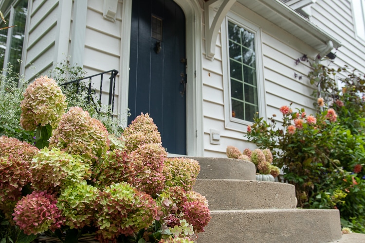 limelight hydrangea flowers with fall color