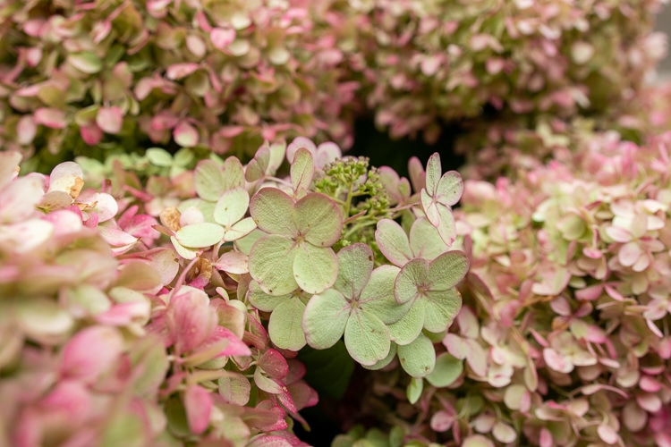 fall color limelight hydrangea close-up