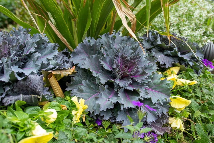 ornamental kale in planter