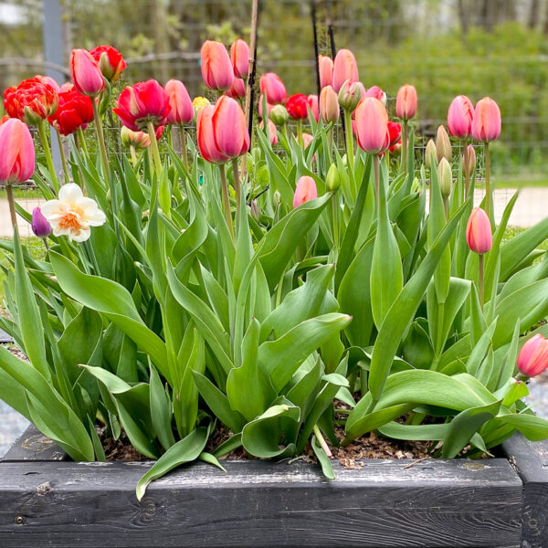 tulips in raised bed