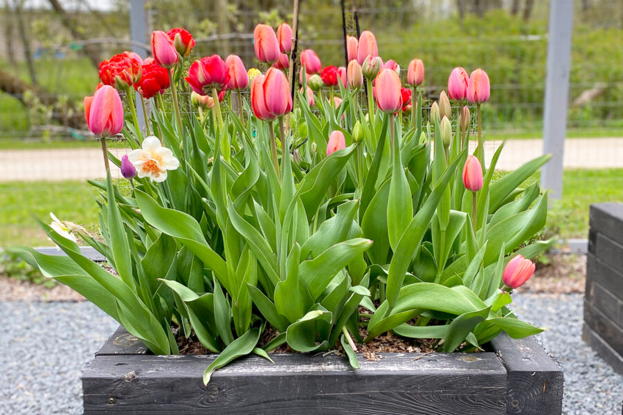 tulips in raised bed