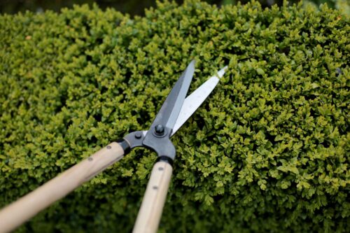 niwaki garden shears