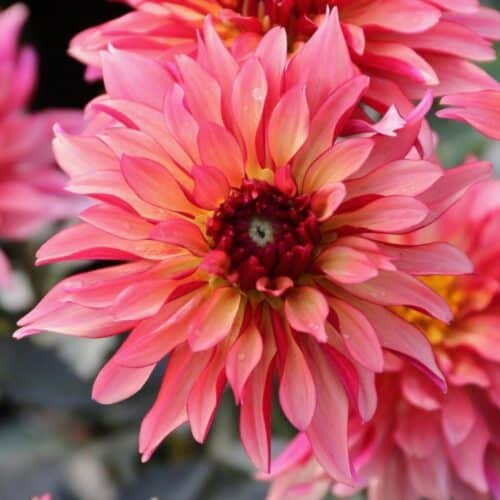 Gallery Art Deco dahlia