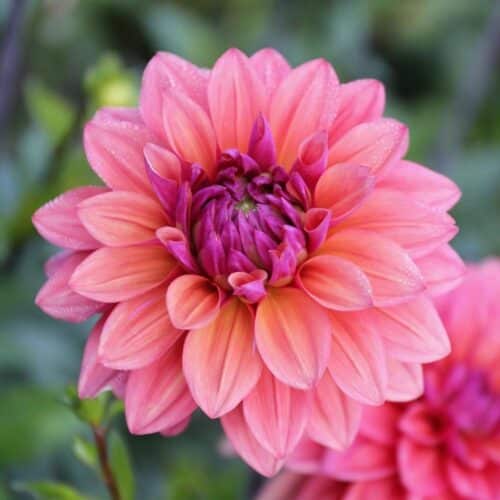 American dawn dahlia