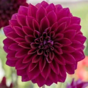 Thomas Edison dahlia