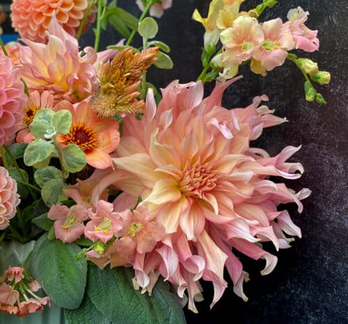 penhill watermelon dahlia