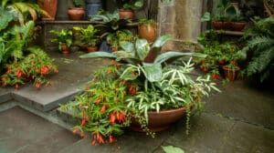 wide low planter begonia