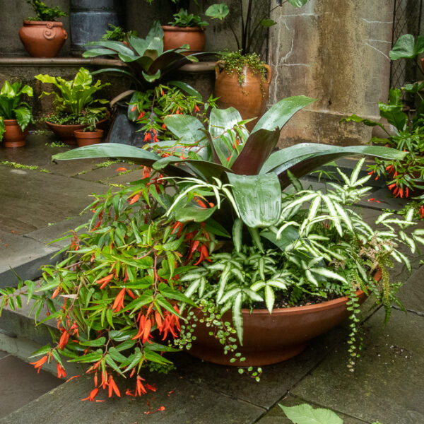 wide low planter begonia