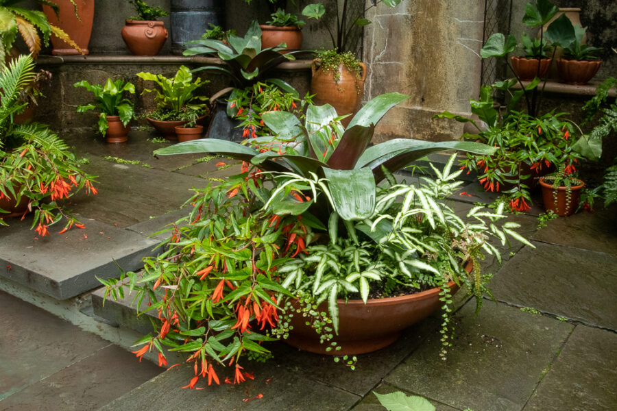 wide low planter begonia