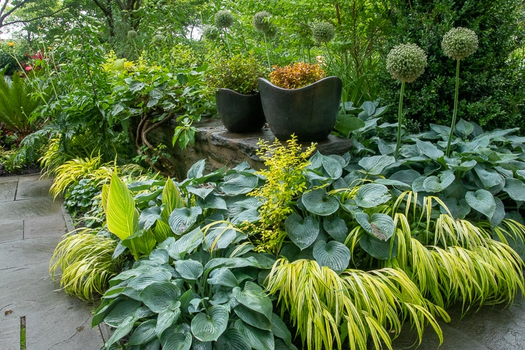 hostas, hakonechloa, planters