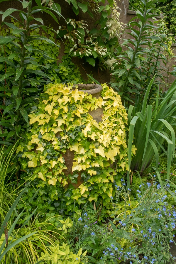 ivy-covered pot