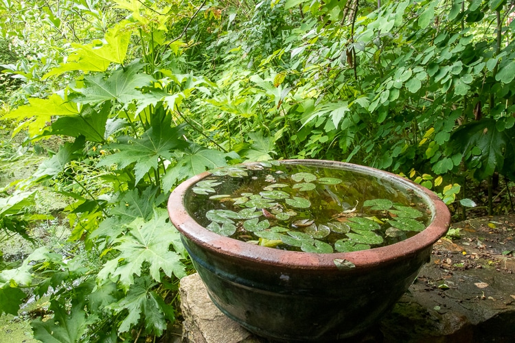 water lily pot