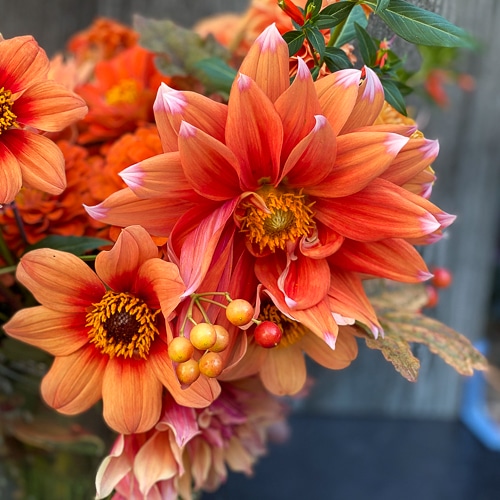 orange flowers