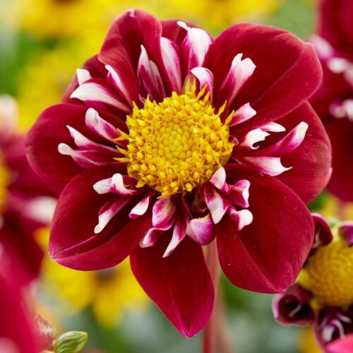 Impression fantastico dahlia