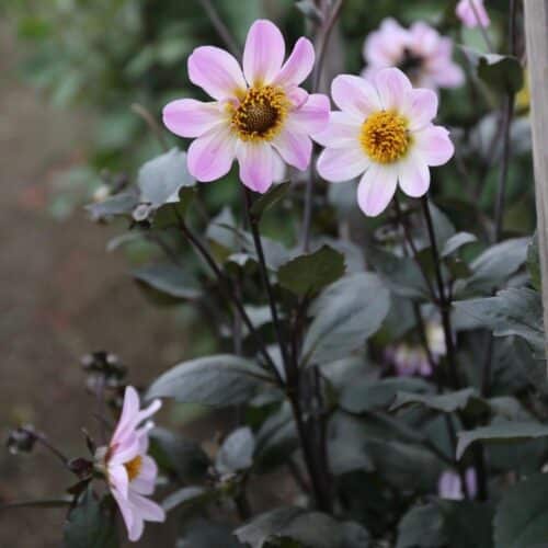 bishop of dover dahlia