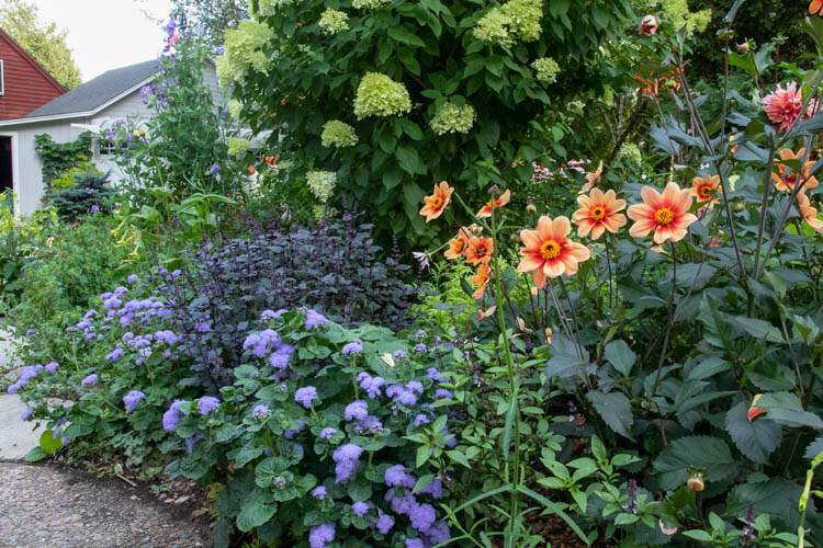 front yard dahlia garden design