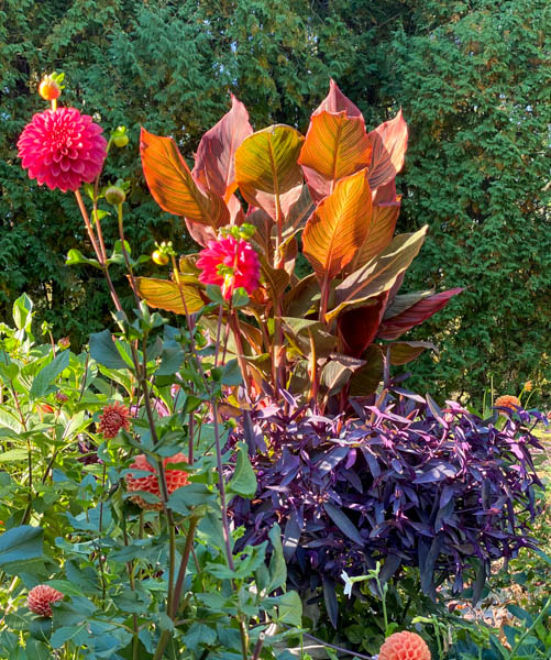 canna and dahlia