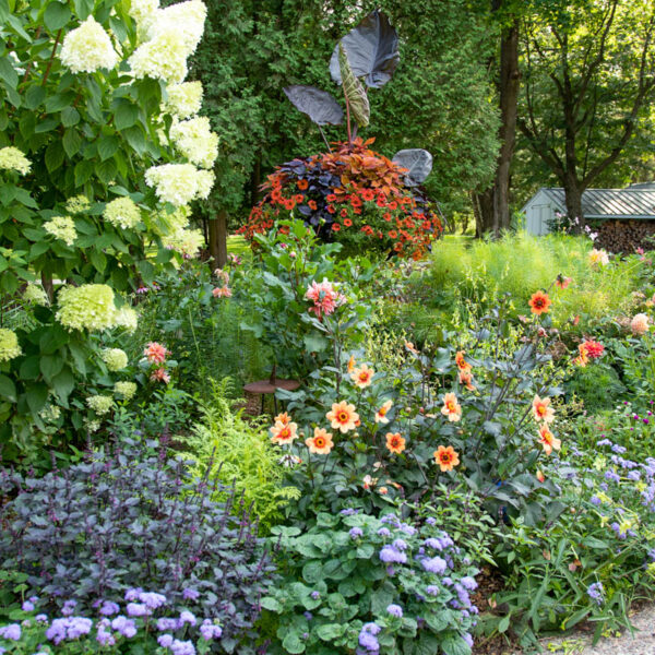 dahlias planted in border