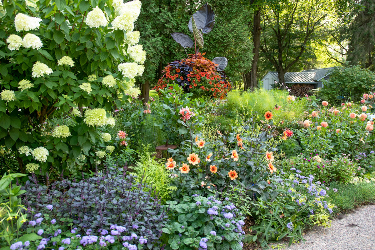 dahlias planted in border