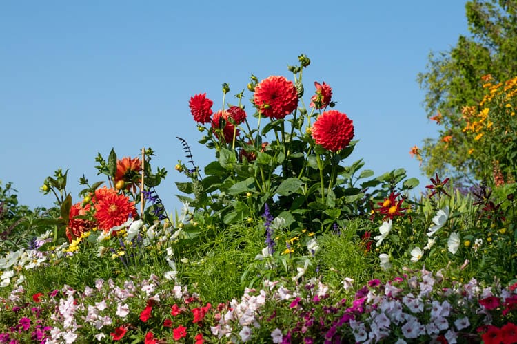 red dahlia