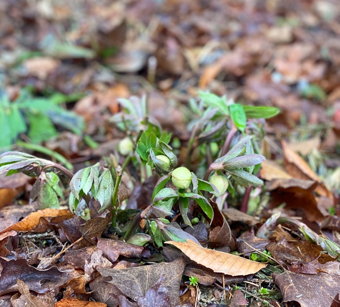 Hellebore