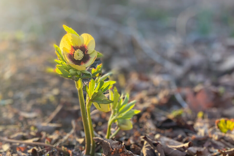 Hellebore Spanish Flare