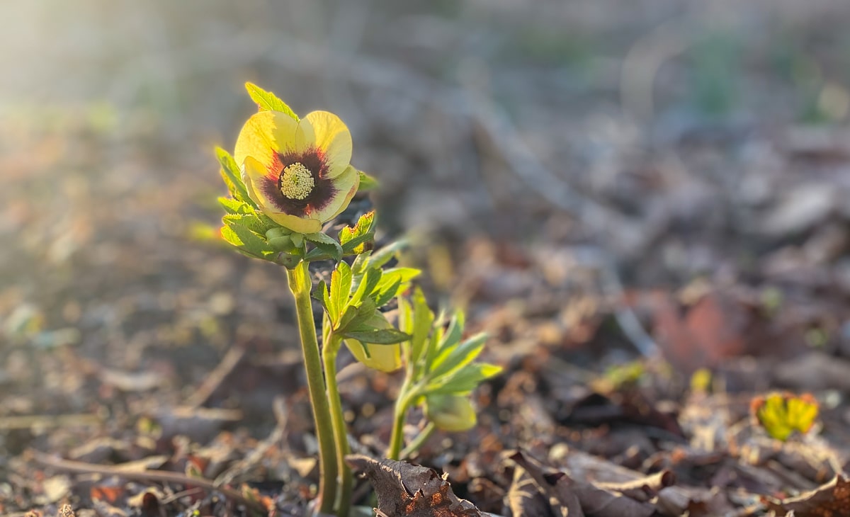 Hellebore Spanish Flare