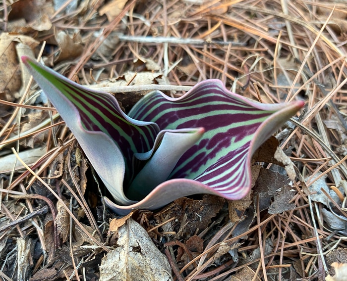 striped tulip foliage