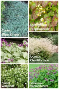 Plants for dry shade
