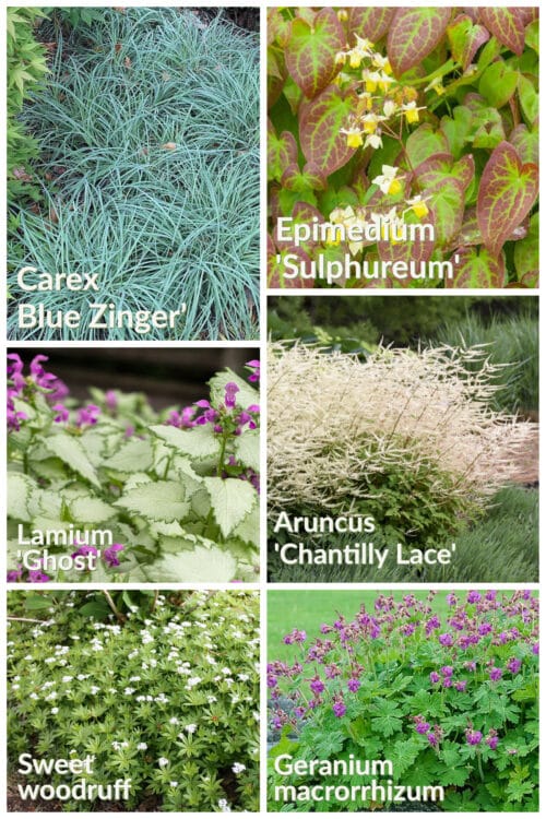 Plants for dry shade