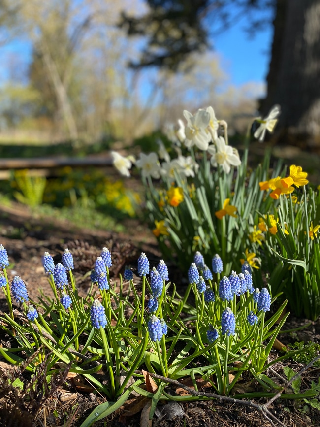 muscari and daffodils planted together