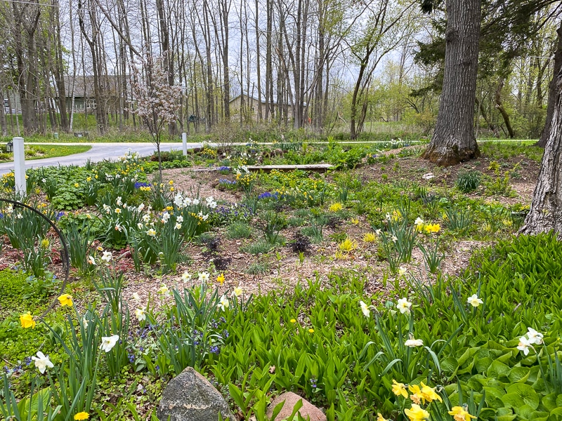 garden planted with daffodils