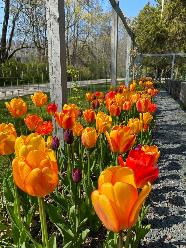 tulips planted inside fence