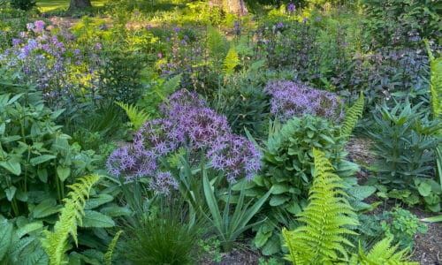 allium christophii