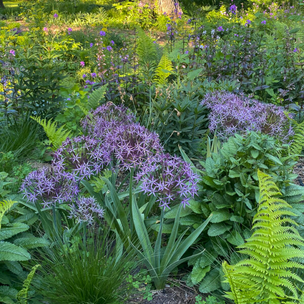 allium christophii