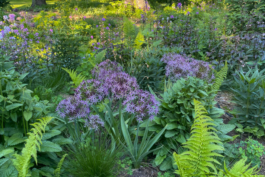 allium christophii