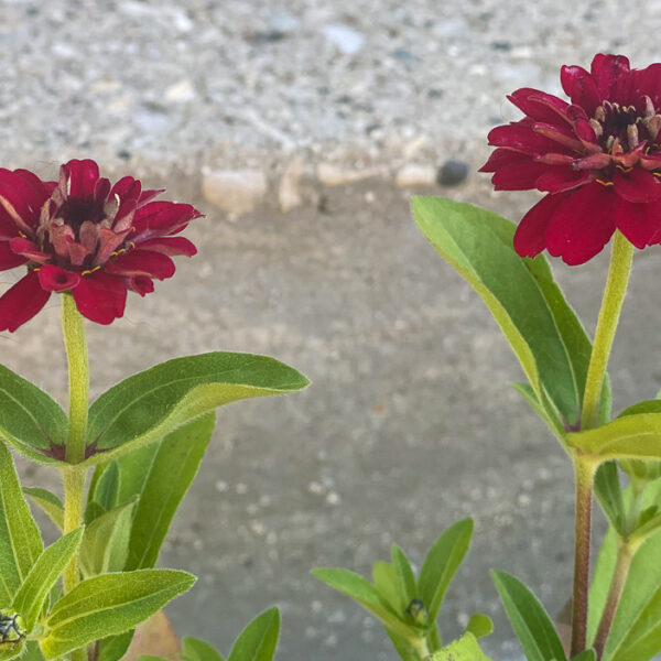 5 FLOWERS THAT ARE DEAD SIMPLE TO GROW FROM SEED | The Impatient Gardener