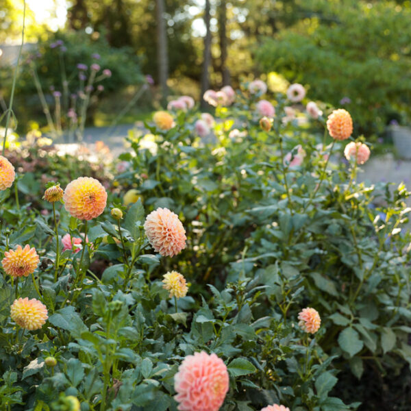 glowing dahlias