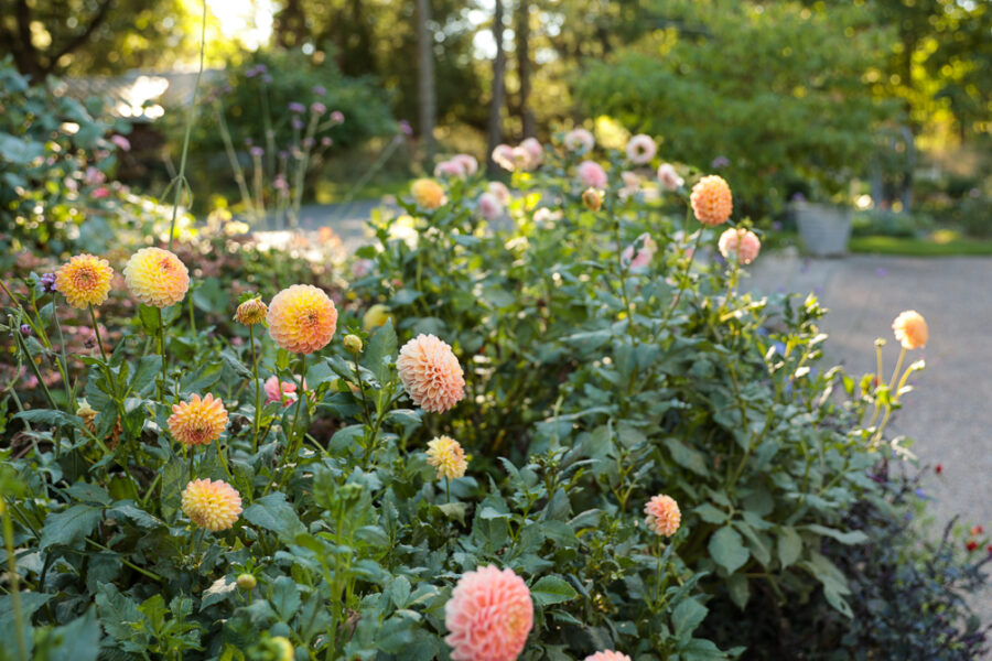 glowing dahlias