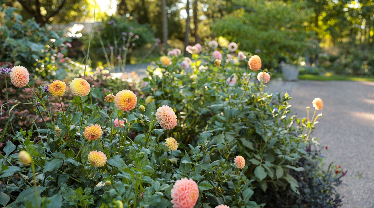 glowing dahlias