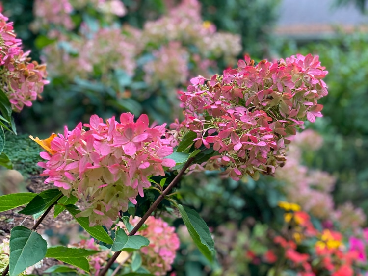 Fire Light hydrangea