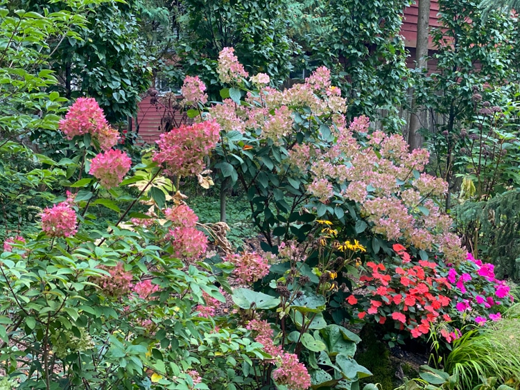 Fire light and quick fire hydrangeas