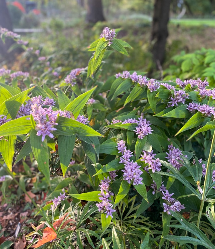 Toad lily in bloom