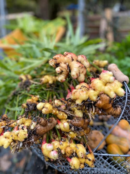 fresh ginger from the garden