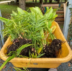 ginger and turmeric