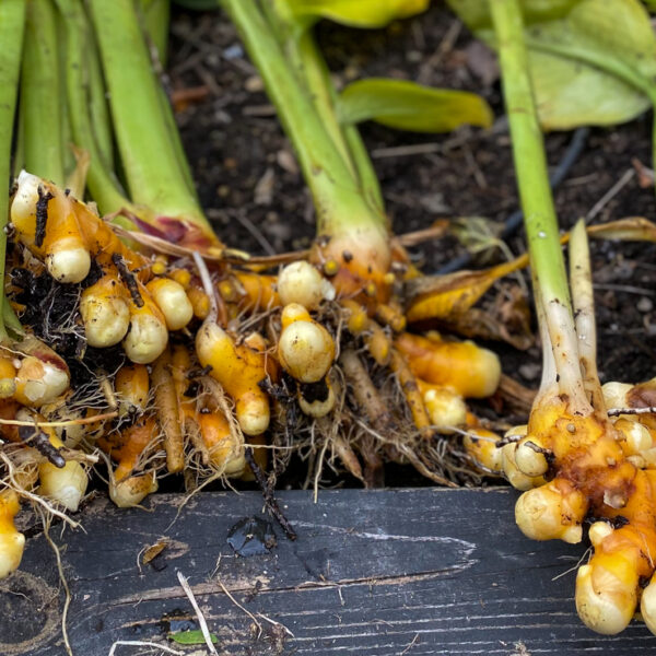 fresh turmeric