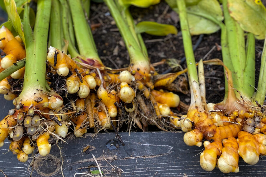 fresh turmeric